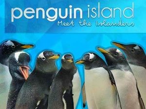 Supporting image for story: Watch the new Love Island starring penguins at Birmingham Sea Life Centre