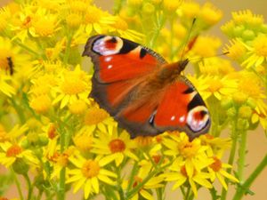 Supporting image for story: Bees and butterflies explored for Oswestry Pollinators Day