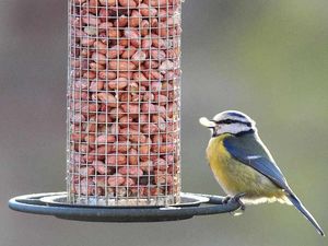 Supporting image for story: RSPB's Big Garden Birdwatch ready to take off
