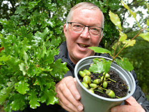 Supporting image for story: Plant a tree and watch it grow to help make Newport greener