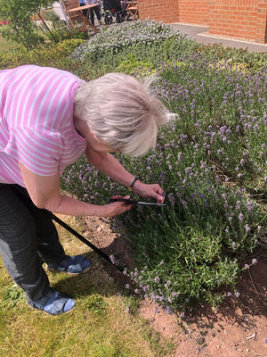 Resident at HC-One’s Littleton Lodge Care Home gardening lavender fields