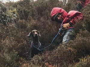 Supporting image for story: Betsy the dog safe after three-day ordeal on a mountain
