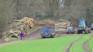 Tree felling is taking place at Ridgehill Woods, Wordsley
