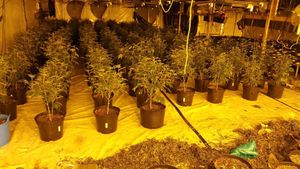 Police estimated the drugs had a value of around £700,000