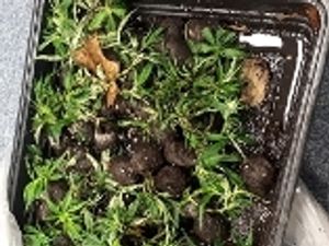 Supporting image for story: Cannabis plants abandoned in Bridgnorth car park