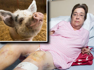 Supporting image for story: Hammy the pig 'calm' and in quarantine after Darlaston garden attack
