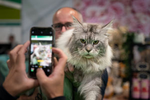 The Cat Show Live