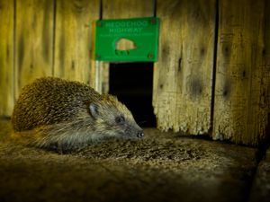 Supporting image for story: Top five tips to protect hedgehogs in Staffordshire this Bonfire Night