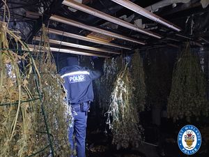 Supporting image for story: Inside West Midlands cannabis farm after more than 50 plants seized by police