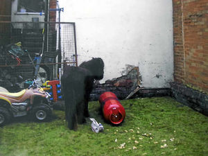 Supporting image for story: Pet ban for couple who kept pony in shed