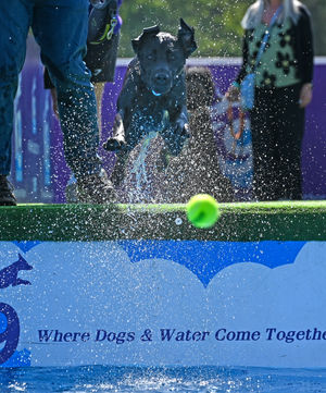 Diving into a weekend of fun for all four-legged friends!