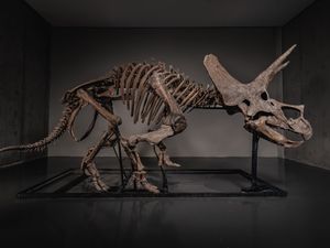 Supporting image for story: Triceratops skeleton up for auction as dinosaur market soars
