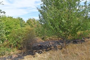 The fire was spread over a large area and saw grass and trees alight