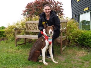 Supporting image for story: Dog charity thanks foster families
