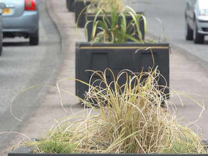 Supporting image for story: Plant display 'left to wither'