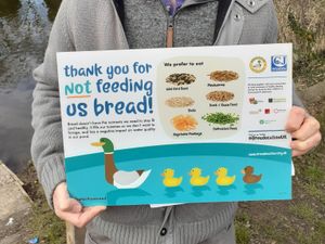 Supporting image for story: 'Breaducation' to be offered on feeding Newport canal's wildlife