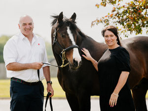Supporting image for story: Animal cloning shouldn't be feared, insists boss of Whitchurch equestrian business