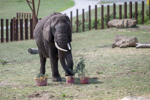 Elephants are cooling off with ice blocks filled with tasty treats