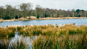 Brown Moss near Whitchurch 