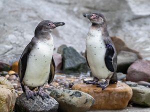 Supporting image for story: Dudley Zoo welcomes three new penguins after malaria outbreak which only five survived