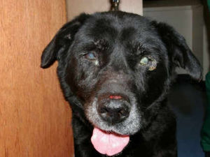 Supporting image for story: Dog had tumour the size of a football