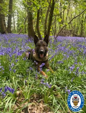 PD Ugo helped to detain two suspected car thieves