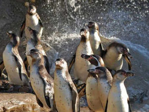 Supporting image for story: Penguin Cove is a splash as colony move in