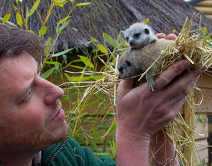 Newborn meerkats at Telford Exotic Zoo. Images courtesy of Jason Garton - Exotic Animal Photography Experiences