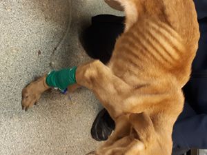 Supporting image for story: Appeal to find owner of dog left for dead near Albrighton woods