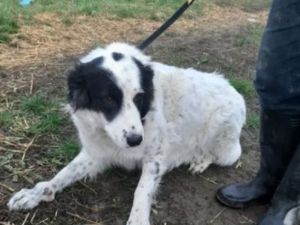 Supporting image for story: Appeal launched to find missing Black Country rescue dog