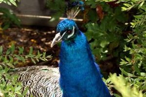 Supporting image for story: Percy the peacock memorial statue to be installed at Oswestry hospital
