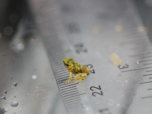 Supporting image for story: London Zoo welcomes endangered froglets after dramatic 7,000-mile rescue