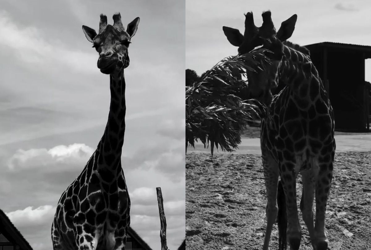 You made us smile every day - West Midlands Safari Park pays emotional tribute to &ldquo;gentle&rdquo; giraffe who has died following short illness
