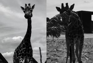 Video grabs from West Midlands Safari Park's emotional video tribute to "gentle" giraffe Bwindi - who has died at the age of 15 following a short illness.