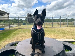 Supporting image for story: Two-year-old pooch 'Princess' looking for new home after arriving at Shropshire kennels with a broken leg