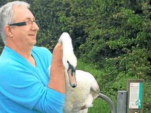 Supporting image for story: Cannock couple rescue swan stuck on verge