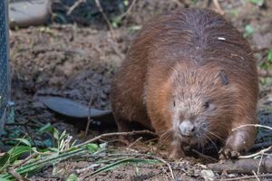Wyre Forest Beaver 