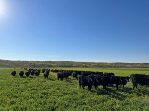 Supporting image for story: Canadian perspectives on sustainable suckler cow production  