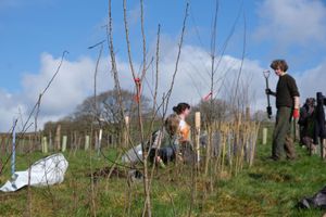 Hedge planting on a fine winter's morning