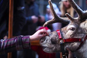 Supporting image for story: Lichfield, Tamworth's Snowdome and Rugeley Blithbury Reindeer Lodge - travel review