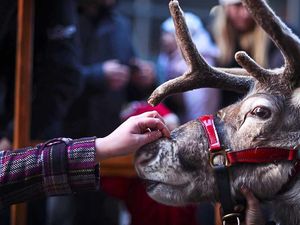 Supporting image for story: Lichfield, Tamworth's Snowdome and Rugeley Blithbury Reindeer Lodge - travel review