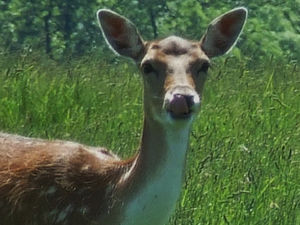Supporting image for story: A stag do? Herd of deer closes M54 in Shropshire