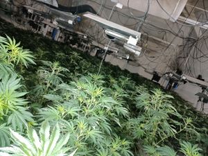Supporting image for story: Large cannabis farm discovered at disused Walsall school