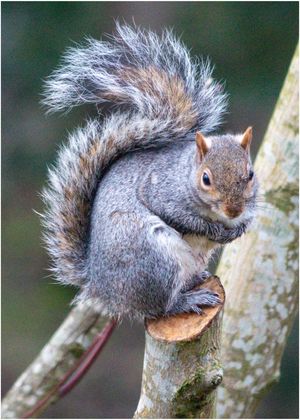 The Mischievous Squirrel