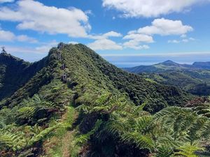 Supporting image for story: Lemurs, eagles and St Helena’s cloud forest receive UK conservation funding