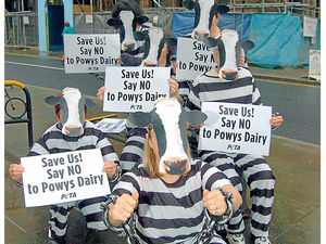 Supporting image for story: Call to kick out super dairy plan near Welshpool