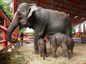 Supporting image for story: Rare twin elephants in Thailand receive monks’ blessings
