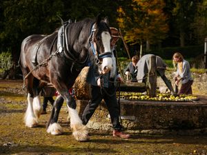 Supporting image for story: Cheers! Cider-making fun as Acton Scott heritage farm brews up plans for grand reopening