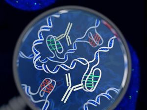 Supporting image for story: New DNA structure resembling a ‘twisted knot’ discovered in living human cells