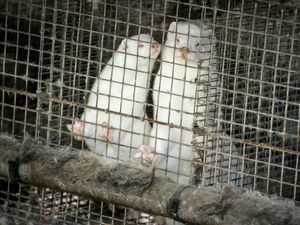 Supporting image for story: Denmark wants to cull 15 million mink over Covid fears